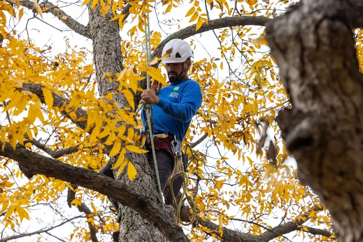 Skilled Tree Pruning crew working in Kings Mills